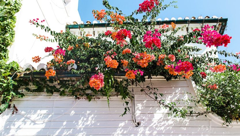 plantes fleurissantes toute l’année