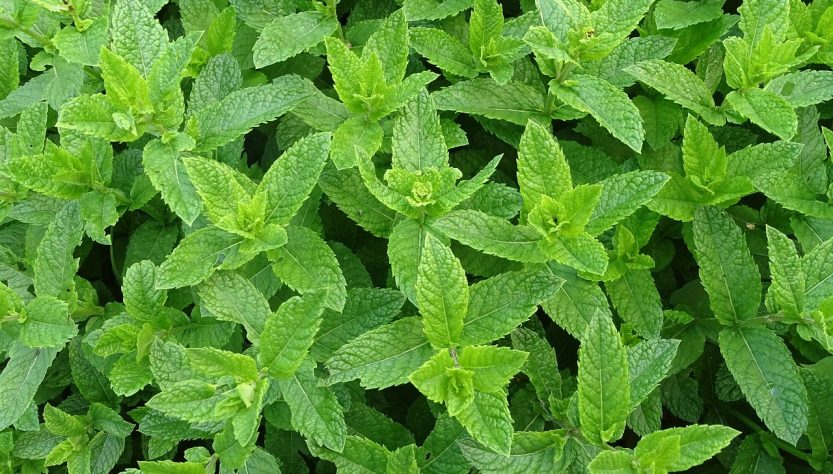 La menthe