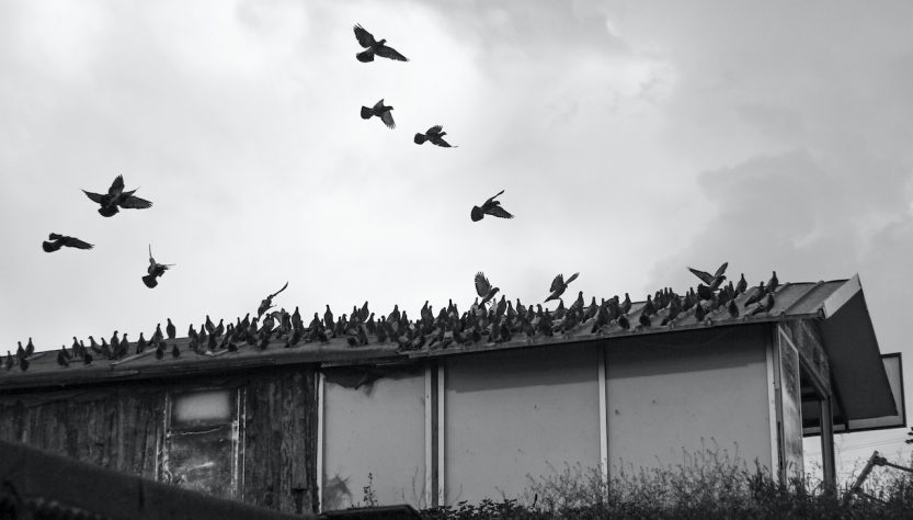 Les techniques efficaces pour éloigner les pigeons de votre maison