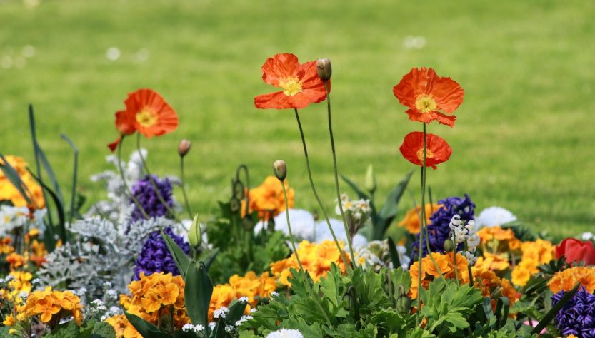 Créez le parterre de fleurs idéal avec ces règles, conseils et astuces