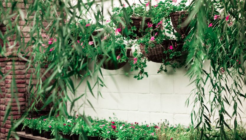 Plantes pour jardinière toute l'année