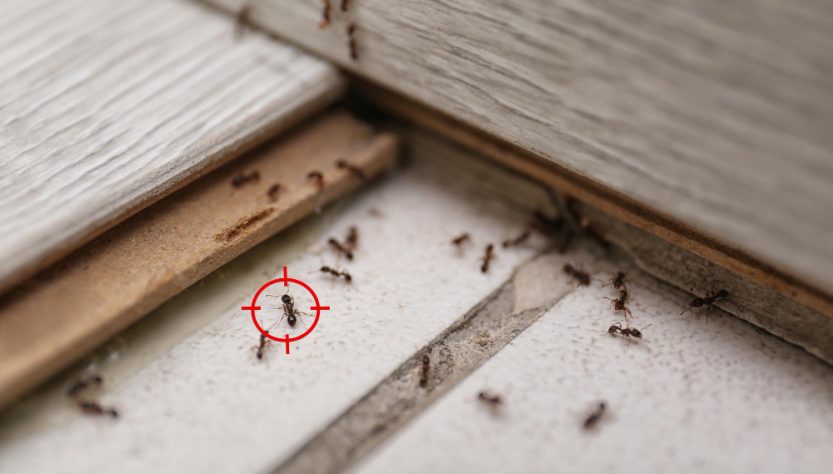 fourmis dans la cuisine