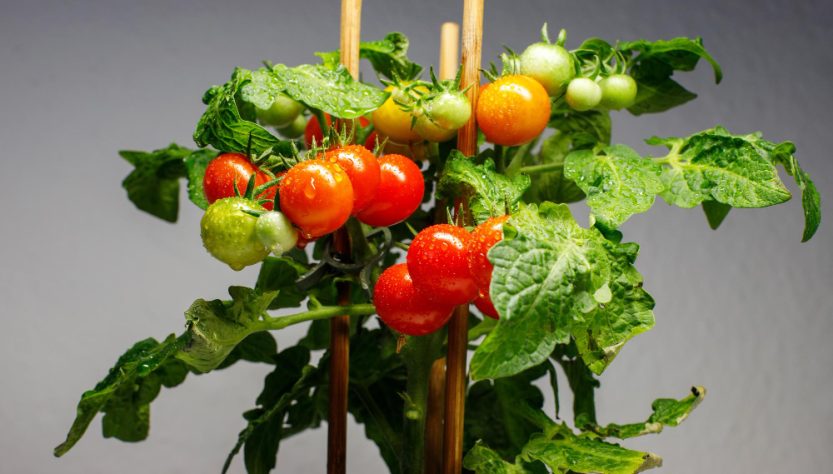 la température idéale pour planter des tomates