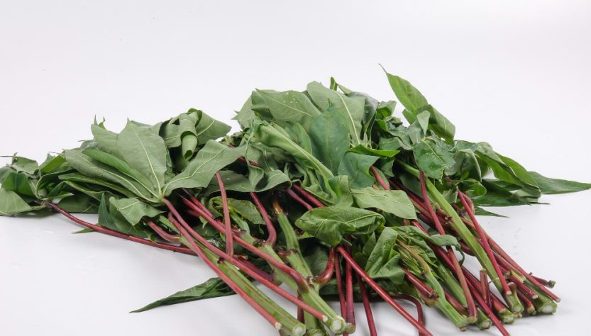 usages, dangers et astuces d’utilisation des Feuilles de rhubarbe