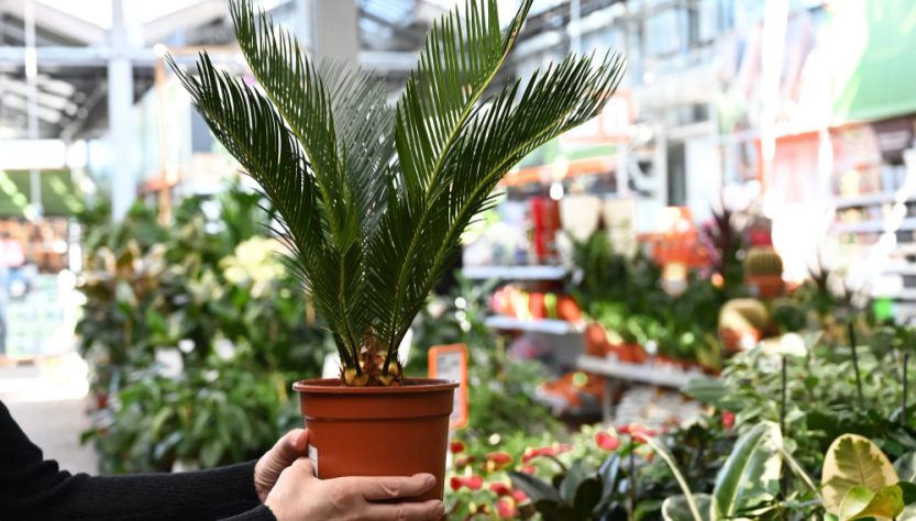 bac choisir pour un palmier extérieur réussi