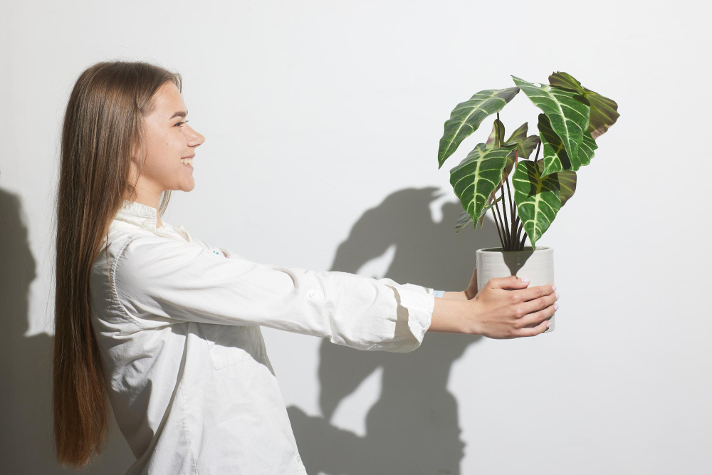 la plante d'ombre d'intérieur choisir pour un espace sans lumière naturelle