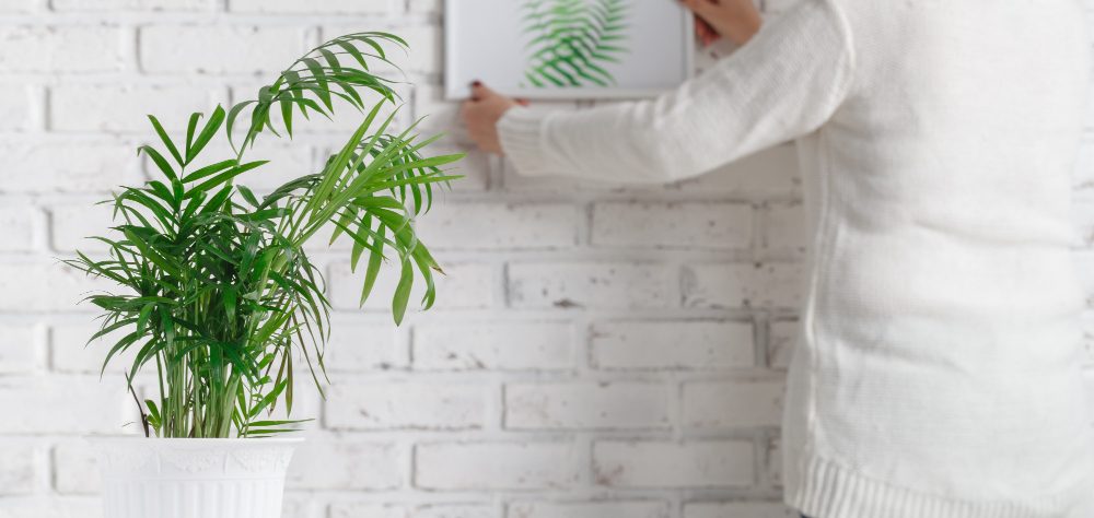 plante d'ombre d'intérieur choisir pour un espace sans lumière naturelle