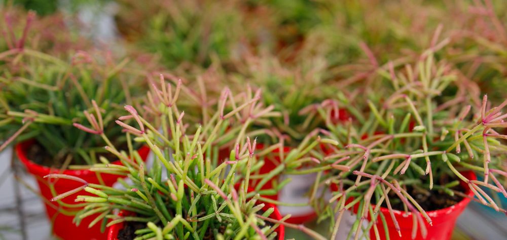 Choisir une plante vivace couvre sol sans entretien pour son jardin