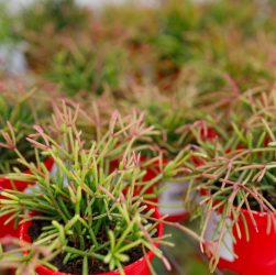 Choisir une plante vivace couvre sol sans entretien pour son jardin