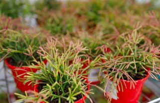 Choisir une plante vivace couvre sol sans entretien pour son jardin