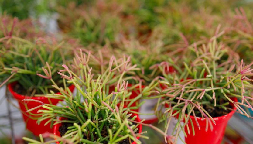Choisir une plante vivace couvre sol sans entretien pour son jardin