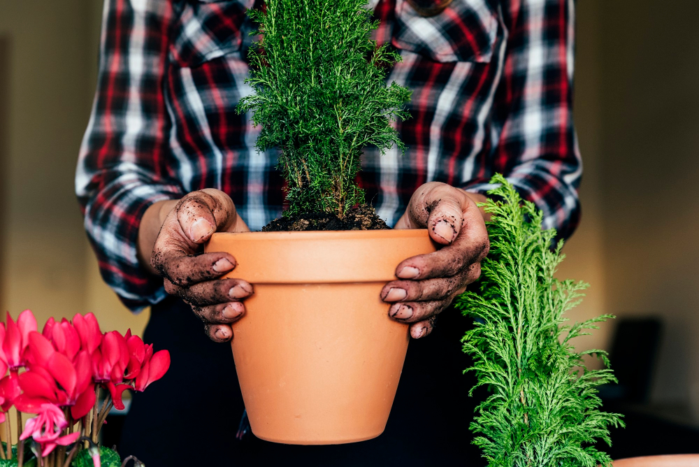 Les atouts d'une plante vivace couvre sol sans entretien au jardin