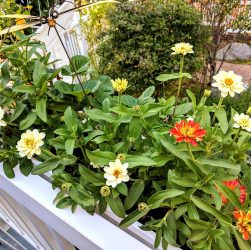 Plantes vivaces plein soleil sans entretien