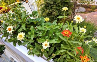 Plantes vivaces plein soleil sans entretien