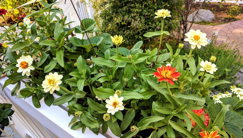Plantes vivaces plein soleil sans entretien
